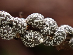 Polyschismium chailletii