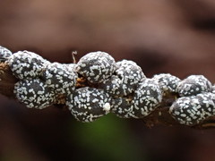 Polyschismium chailletii