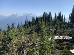 Polyschismium chailletii