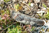 Bryodemella tuberculata