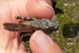 Bryodemella tuberculata