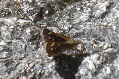 Piruna haferniki