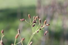 Eryngium ebracteatum