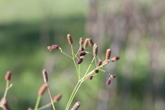 Eryngium ebracteatum