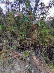Rhus standleyi