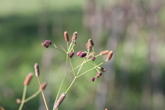 Eryngium ebracteatum