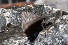 Erynnis meridianus