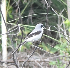 Lanius ludovicianus