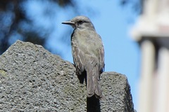 Tyrannus