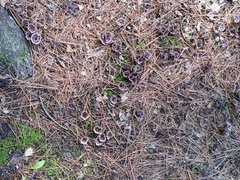 Thelephora caryophyllea