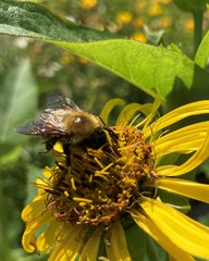 Bombus perplexus