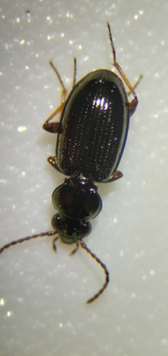 Highland Riverbank Ground Beetle