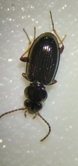 Bembidion dyschirinum