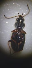 Bembidion dyschirinum