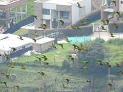 Leptosittaca branickii