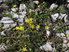 Gagea peduncularis