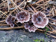 Thelephora caryophyllea