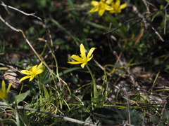 Gagea peduncularis