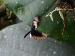 Heliconius eleuchia