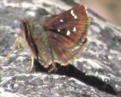 Piruna haferniki