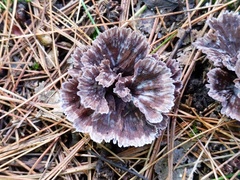 Thelephora caryophyllea