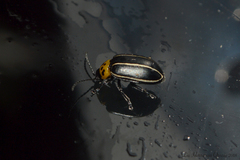 Disonycha conjuncta