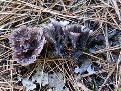 Thelephora caryophyllea