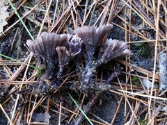Thelephora caryophyllea