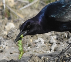Quiscalus major