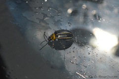 Disonycha conjuncta