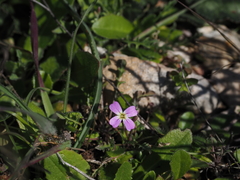 Malcolmia graeca