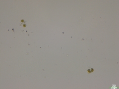 Oocystis