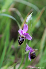 Ophrys heldreichii