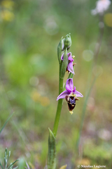 Ophrys heldreichii