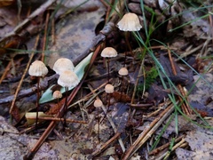 Marasmius bellipes