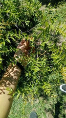 Schinopsis lorentzii