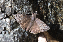 Erynnis meridianus