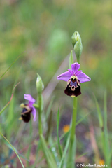 Ophrys calypsus