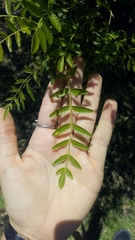 Schinopsis lorentzii