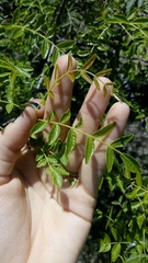 Schinopsis lorentzii