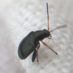 Aphthona
