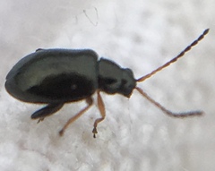 Aphthona