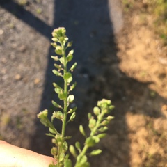 Lepidium oblongum