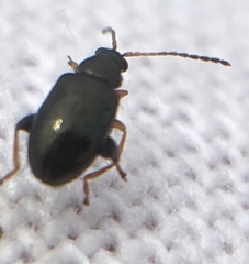 Aphthona
