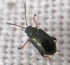 Aphthona