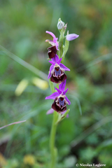 Ophrys calypsus