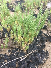 Lepidium oblongum