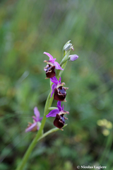 Ophrys calypsus