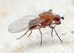 Meiosimyza