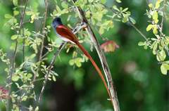 Terpsiphone viridis plumbeiceps